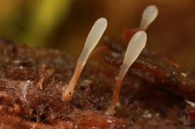 Attēlu rezultāti vaicājumam “Colloderma oculatum spores”