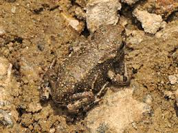 Attēlu rezultāti vaicājumam “Pseudepidalea viridis adult”