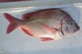 Image result for Chrysoblephus cristiceps