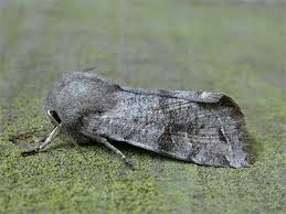 Attēlu rezultāti vaicājumam “Orthosia incerta”