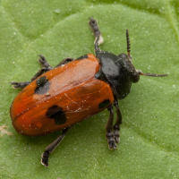 Attēlu rezultāti vaicājumam “Clytra quadripunctata”