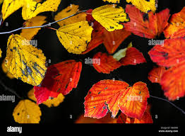 Attēlu rezultāti vaicājumam “Hamamelis japonica leaf”