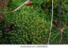 Attēlu rezultāti vaicājumam “Polytrichum juniperinum”