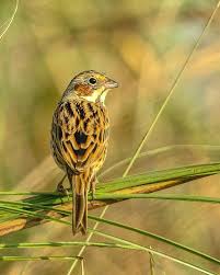 Image result for Emberiza fucata