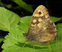 Attēlu rezultāti vaicājumam “Pararge aegeria underside”