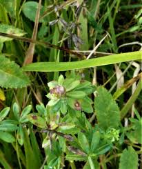 Attēlu rezultāti vaicājumam “Geocrypta galii larva”