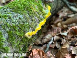 Attēlu rezultāti vaicājumam “Antrodiella serpula”