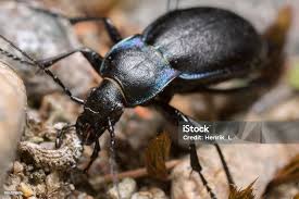 Attēlu rezultāti vaicājumam “Carabus violaceus”