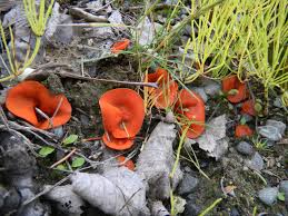 Attēlu rezultāti vaicājumam “Melastiza chateri”