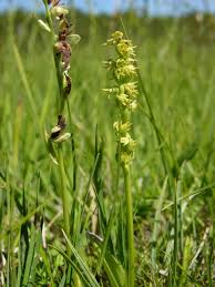 Attēlu rezultāti vaicājumam “Herminium monorchis flower”