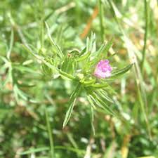 Attēlu rezultāti vaicājumam “Geranium dissectum”