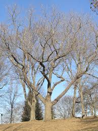 Attēlu rezultāti vaicājumam “Kalopanax septemlobus fruit”
