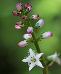 Attēlu rezultāti vaicājumam “Menyanthes trifoliata”