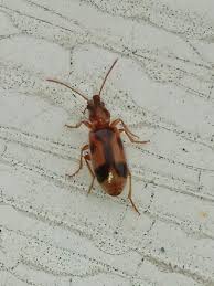 Attēlu rezultāti vaicājumam “Notoxus monoceros”