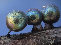 Attēlu rezultāti vaicājumam “Lamproderma ovoideum stalked”