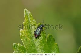 Attēlu rezultāti vaicājumam “Malachius bipustulatus”