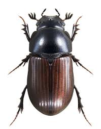 Attēlu rezultāti vaicājumam “Aphodius sp.”