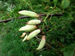 Attēlu rezultāti vaicājumam “Taphrina padi”