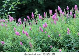 Attēlu rezultāti vaicājumam “Spiraea salicifolia flower”