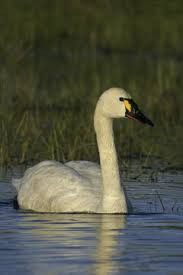 Attēlu rezultāti vaicājumam “Cygnus columbianus”