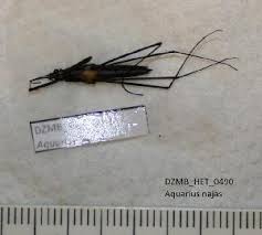 Attēlu rezultāti vaicājumam “Aquarius najas”