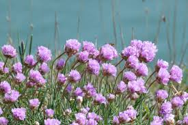 Attēlu rezultāti vaicājumam “Armeria vulgaris flower”