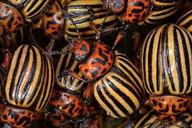 Attēlu rezultāti vaicājumam “Leptinotarsa decemlineata”