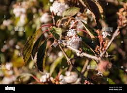 Attēlu rezultāti vaicājumam “Viburnum opulus bud”