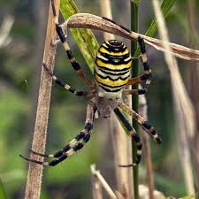 Attēlu rezultāti vaicājumam “Argiope bruennichi”