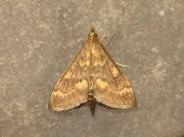 Attēlu rezultāti vaicājumam “Ostrinia nubilalis”