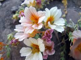 Attēlu rezultāti vaicājumam “Tropaeolaceae”