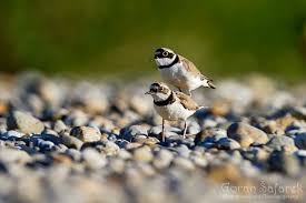 Attēlu rezultāti vaicājumam “Charadrius dubius”