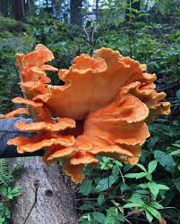 Attēlu rezultāti vaicājumam “Laetiporus sulphureus”