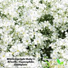 Attēlu rezultāti vaicājumam “Gypsophila fastigiata leaf”