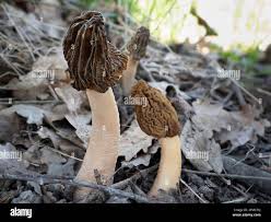 Attēlu rezultāti vaicājumam “Verpa bohemica”