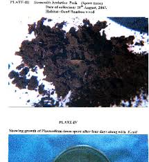 Attēlu rezultāti vaicājumam “Stemonitis herbatica plasmodium”