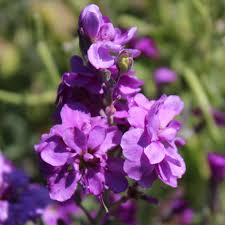 Image result for Levkoje