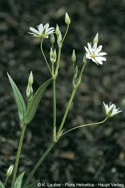 Attēlu rezultāti vaicājumam “Stellaria graminea”