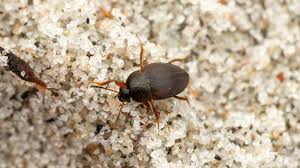 Attēlu rezultāti vaicājumam “Leiodidae”