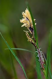 Attēlu rezultāti vaicājumam “Carex caryophyllea leaf”