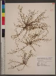 Attēlu rezultāti vaicājumam “Stellaria uliginosa”