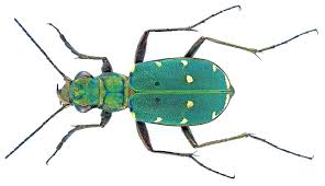 Attēlu rezultāti vaicājumam “Cicindela campestris imago”