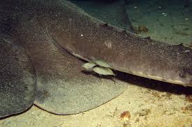 Image result for Bathytoshia centroura