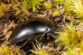 Attēlu rezultāti vaicājumam “Byrrhidae”