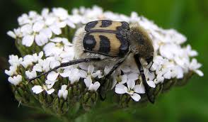 Attēlu rezultāti vaicājumam “Trichius fasciatus”
