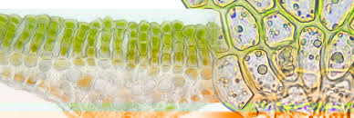 Attēlu rezultāti vaicājumam “Frullania fragilifolia”