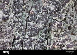 Attēlu rezultāti vaicājumam “Hertelidea botryosa”