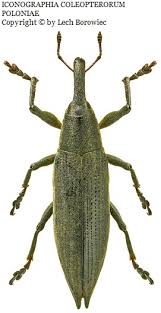 Attēlu rezultāti vaicājumam “Lixus iridis”