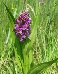 Attēlu rezultāti vaicājumam “Dactylorhiza incarnata leaf”
