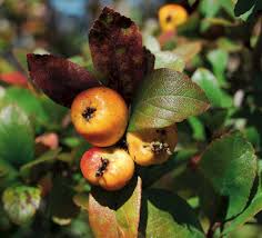 Attēlu rezultāti vaicājumam “Crataegus macracantha fruit”